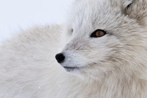 Arctic Fox