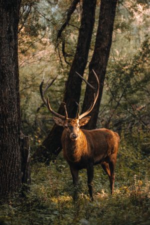 The King of the woods