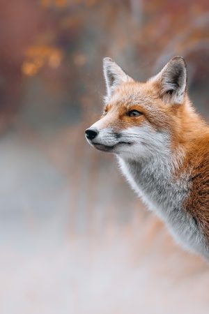 The Dreamy Fox
