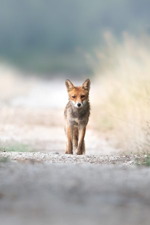 Red Fox