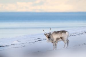 Golden Hour - Svalbard Reindeer