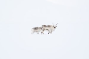Mother and Son - Svalbard