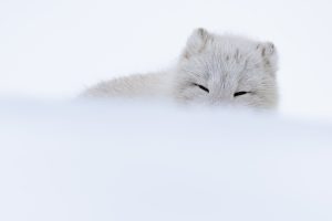 Tenderness - Arctic Fox