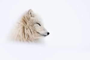The Sweet Fox - Svalbard