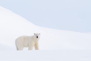 Arctic Encounters - Svalbard