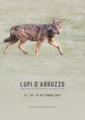Lupi d'Abruzzo