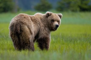 The Grizzly Bear - Alaska