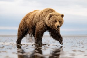 Face to Face - Alaska