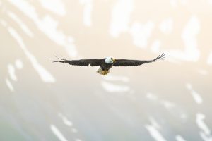 Bald Eagle during the Hunt