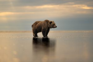 Alaskan Bear