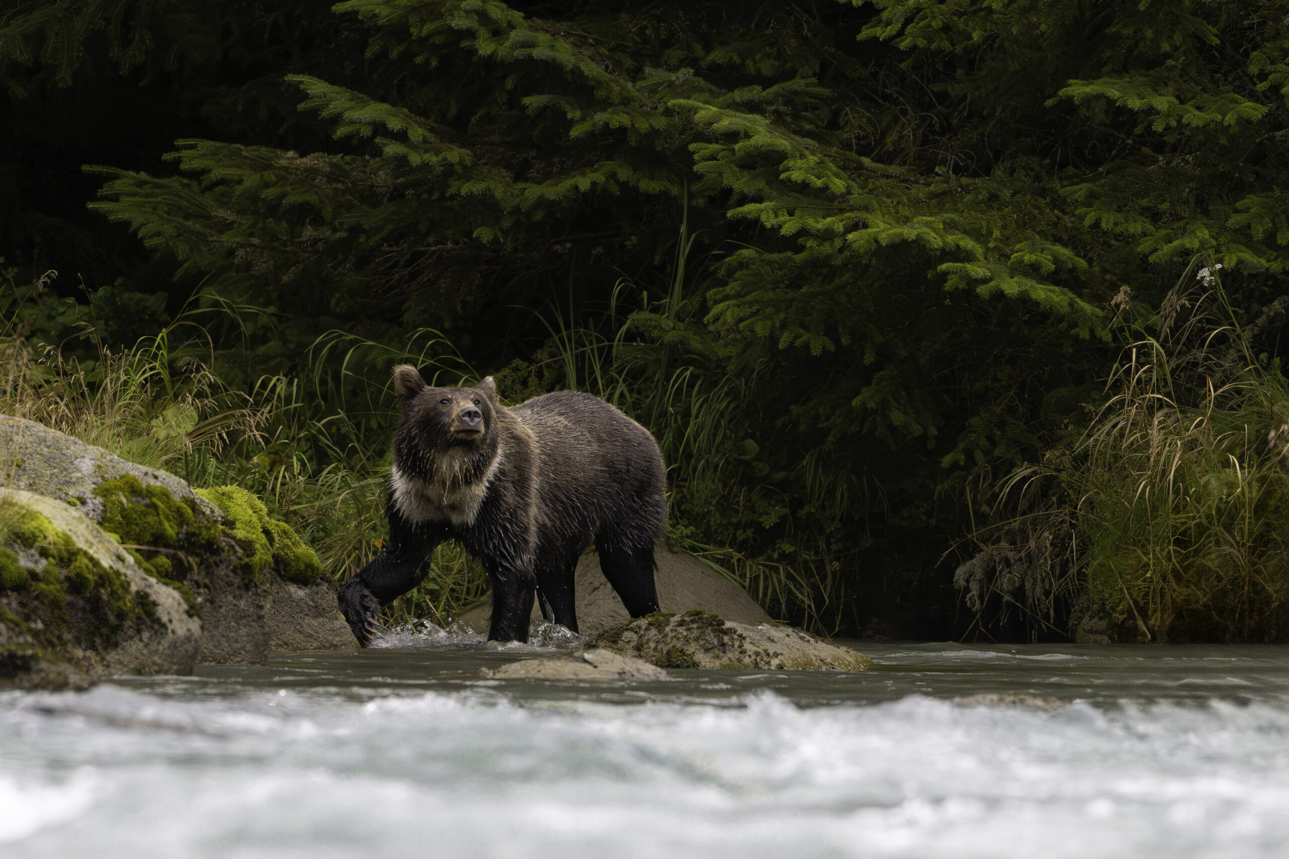 Bear Alaska