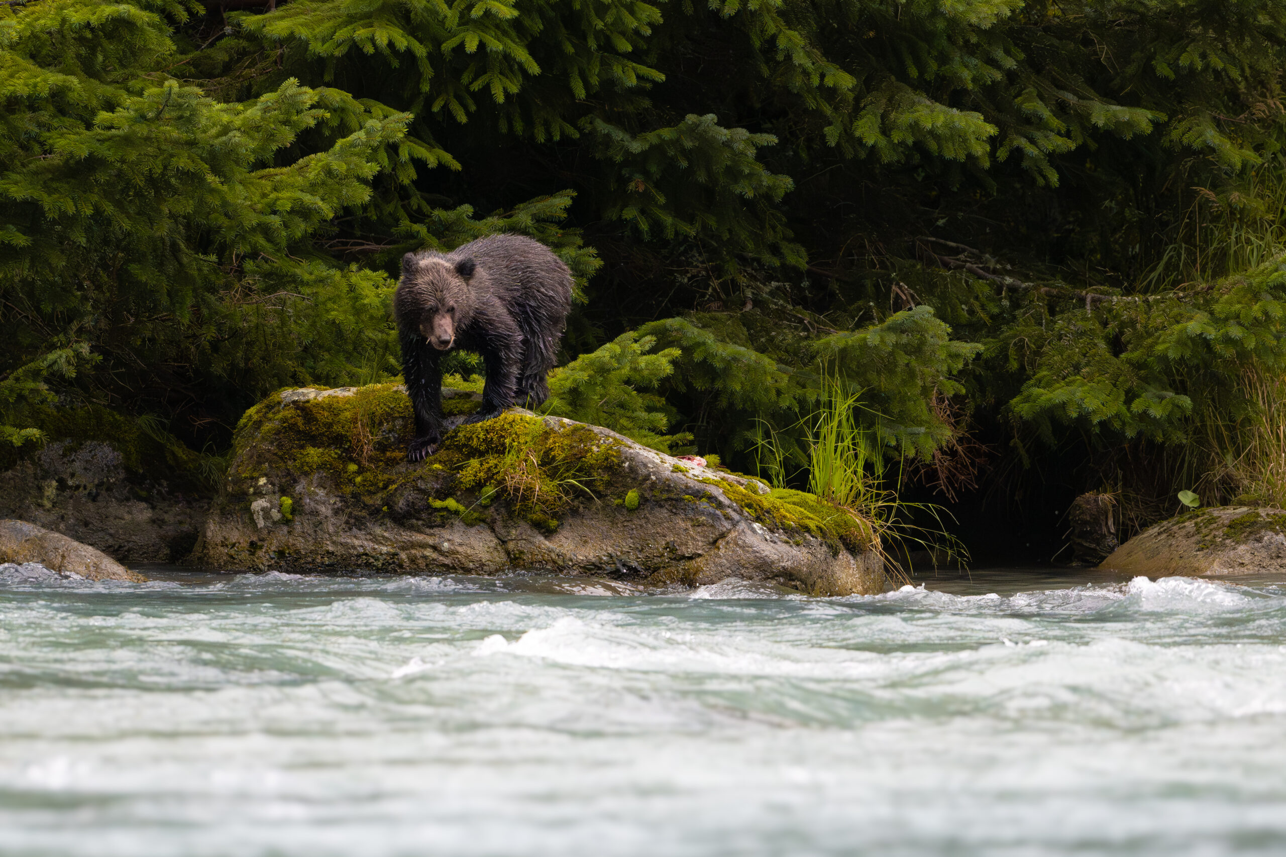 bear Alaska