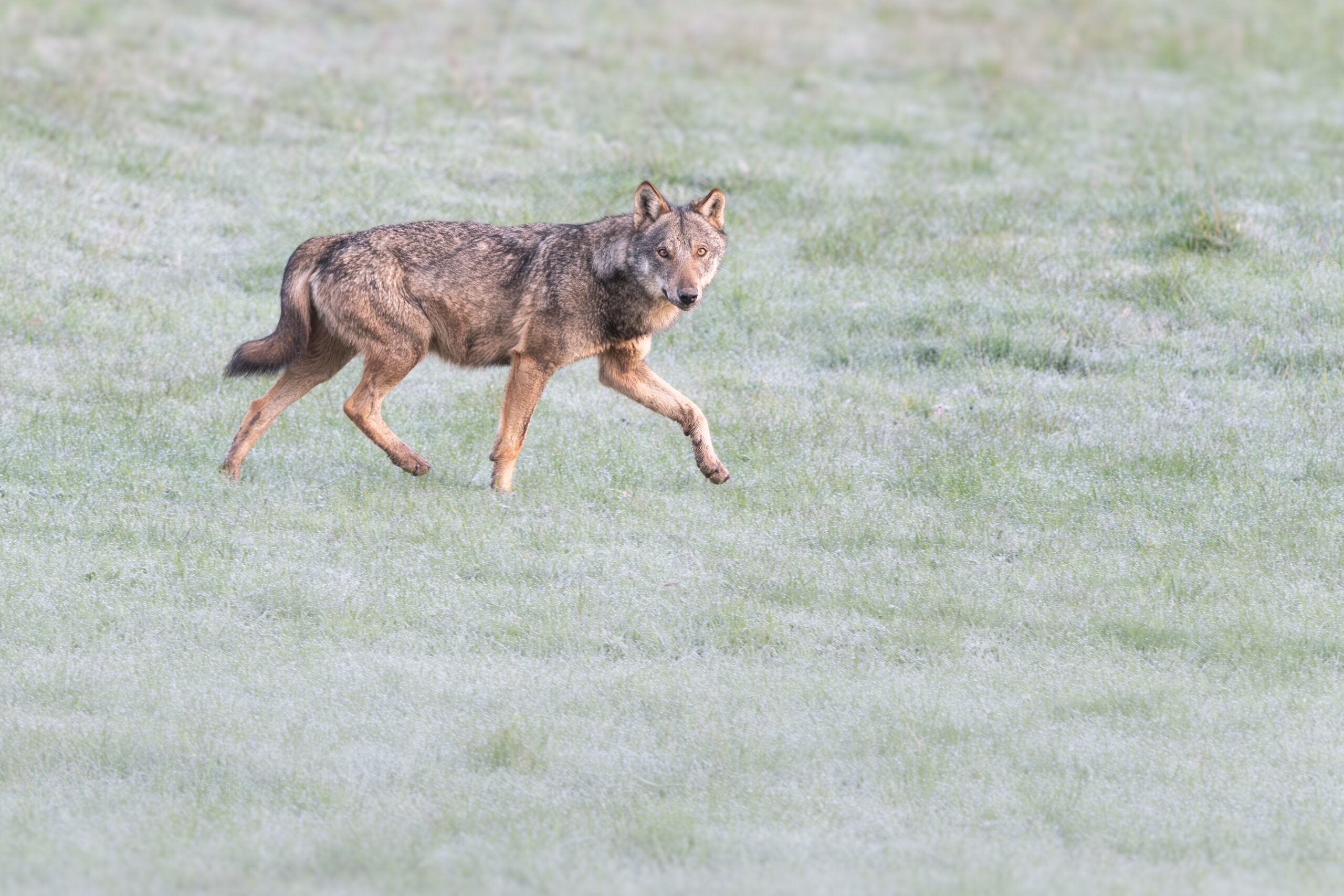 Un workshop fotografico dedicato al lupo appenninico nel suo habitat naturale