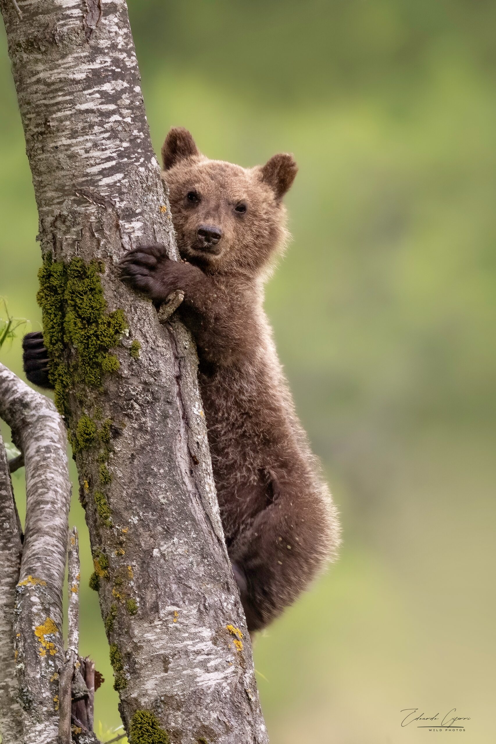 Orso marsicano