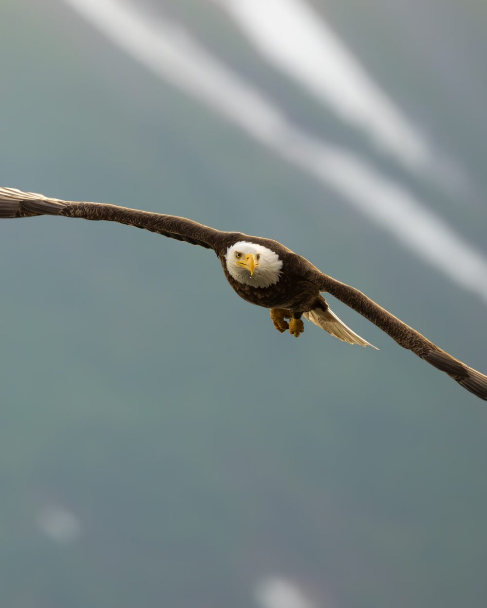 Bald Eagle - Edoardo Ciferri